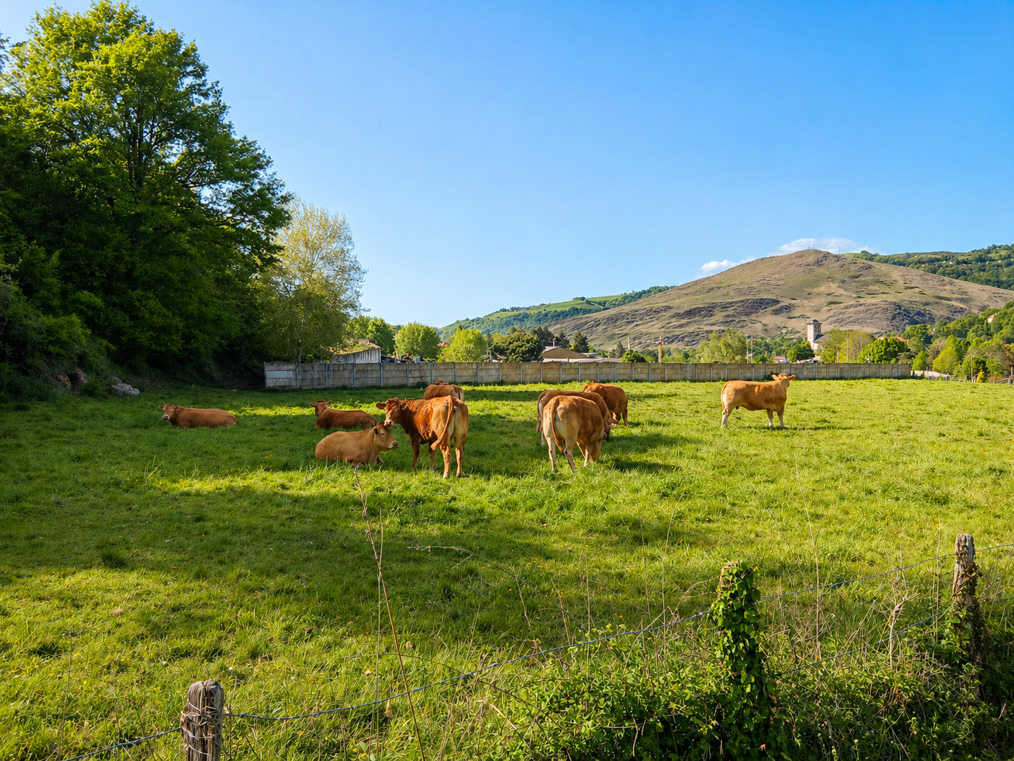16-vaches-1