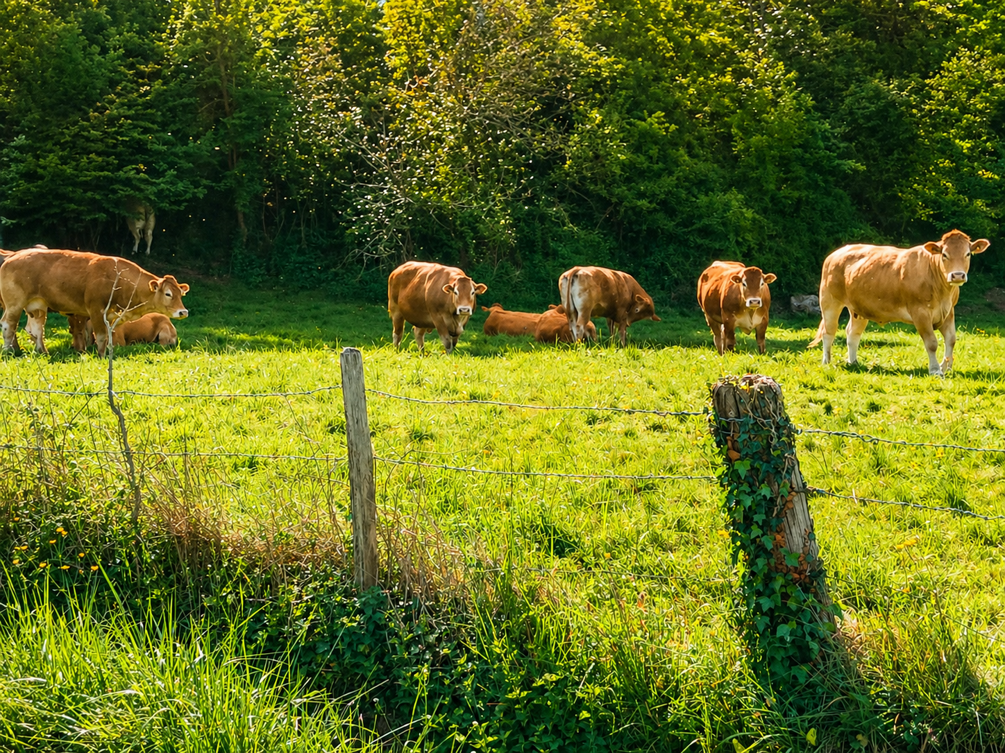 16-vaches-2